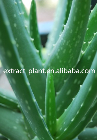 solvent extraction aloe vera extract