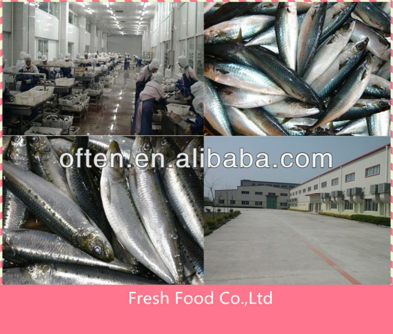 Best processing canned mackerel fillet in oil