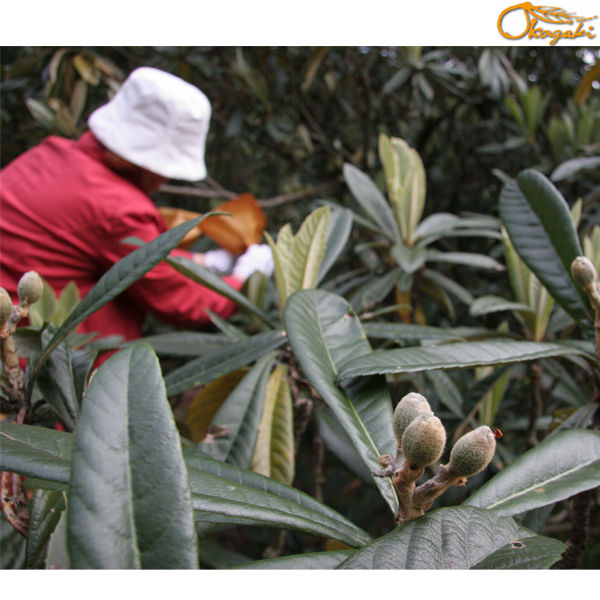 Easy and High quality Organic Loquat Leaves green Tea Powder for Health Popular in Japan