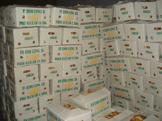 grade A frozen food frozen ginger for sale
