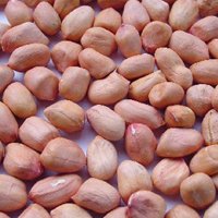 peanut kernel for butter