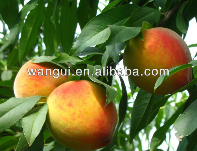 Canned Yellow Peach Slices In Syrup