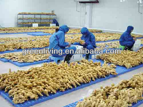 2012 New Crop Ginger Air Dried Ginger Fresh Ginger Packed In Mesh Bag Carton Pvc Box With