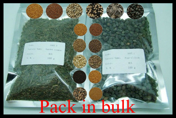 Newly F1 Hybrid Black Pepper seeds from Taiwan