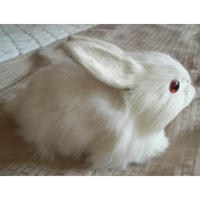 rabbit0526