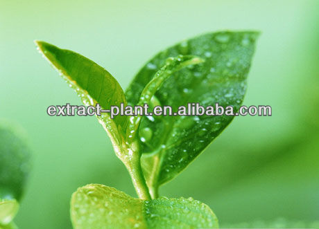 Green Tea Extract high quality 80% 98% tea polyphenols powder green tea extract bulk