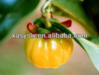With Weight-loss Function Garcinia Cambogia extract 60% HCA