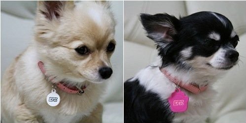 ファッション反射かわいいペット犬のタグ犬問屋・仕入れ・卸・卸売り