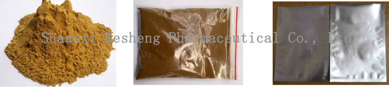 Organic White Tea Extract,Camellia sinensis O. Ktze.