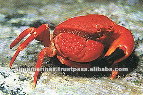 59 cat_marine_crabs1011a_l