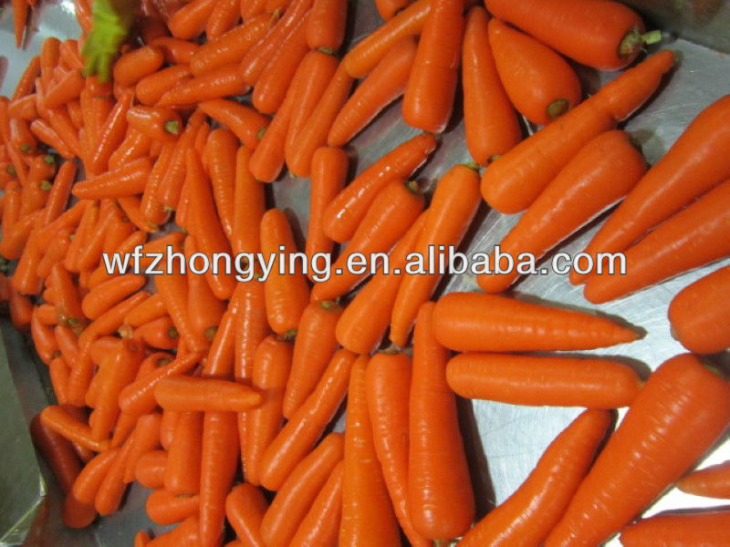 carrot,fresh carrot processing black carrot juice concentrate with good quality from china