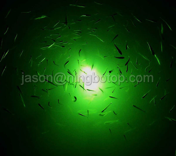 緑色のled釣りライト12v水中仕入れ・メーカー・工場
