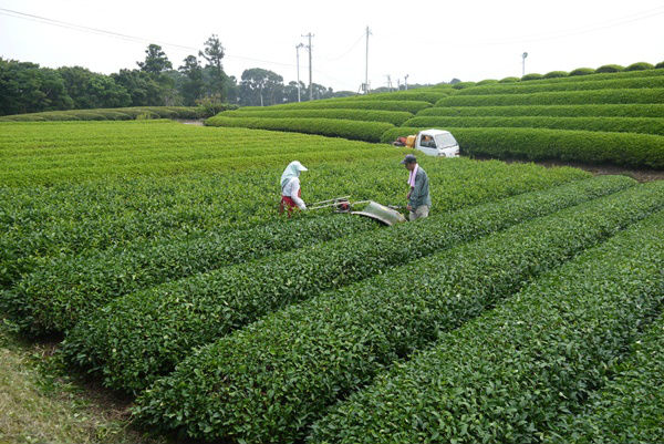 Shirofuji Sencha Delicious and Healthy Japanese Green Tea Brands Name
