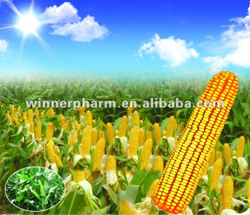 Natural Zein Corn Protein Powder 99,China WINNER price supplier 21food
