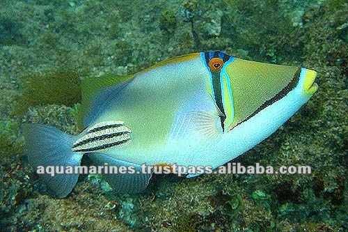 65 cat_marine_redseafish_660a