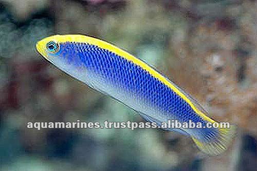 66 cat_marine_redseafish_672a