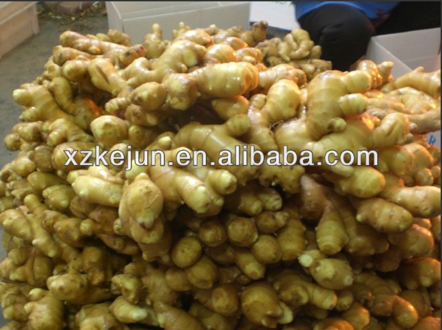 New fresh ginger for exporting with high grade