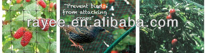 anti bird