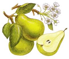 2013 fresh pear juice concentrate