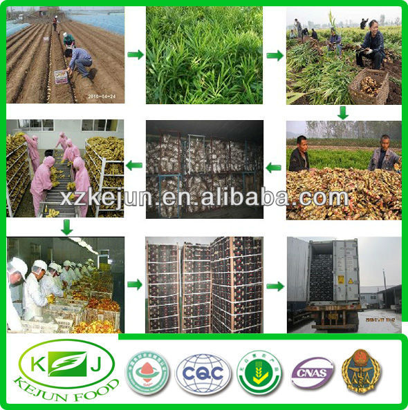 Chinese damp dry ginger for exporting