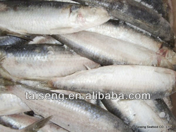 Fresh Canned Sagax Sardinella Sardine Fish