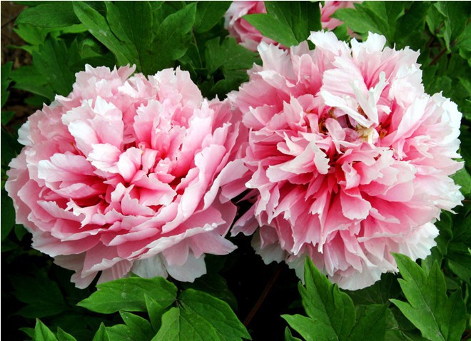 jardim rosas de saron: de flores plantadores de DIY jardim de casa de confiança sementes de jardim rosas de saron: de flores plantadores de DIY jardim de casa de confiança sementes de