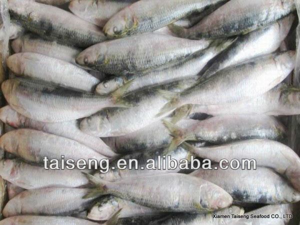 Fresh Canned Sagax Sardinella Sardine Fish