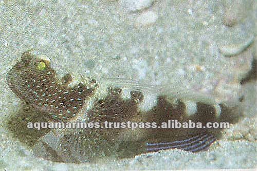78 cat_marine_gobbies_171a