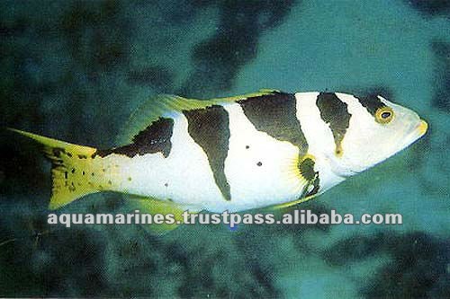 79 cat_marine_grouper_153a
