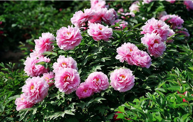 jardim rosas de saron: de flores plantadores de DIY jardim de casa de confiança sementes de jardim rosas de saron: de flores plantadores de DIY jardim de casa de confiança sementes de