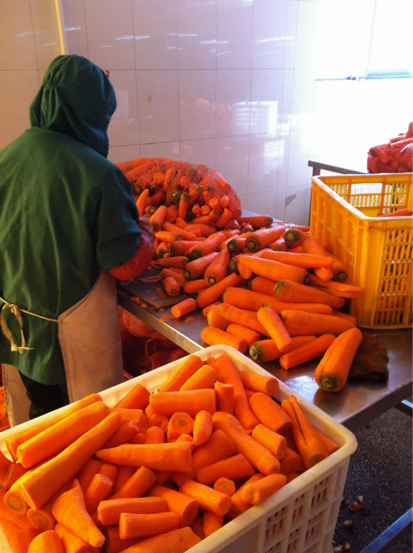 frozen carrot dice