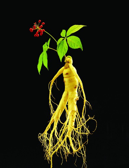Panax Ginseng Extract