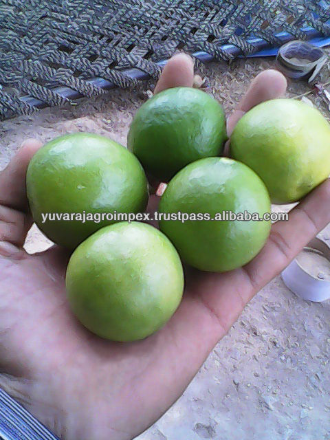 Fresh Citrus Fruit Supplier in India
