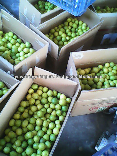 Fresh Citrus Fruit Supplier in India