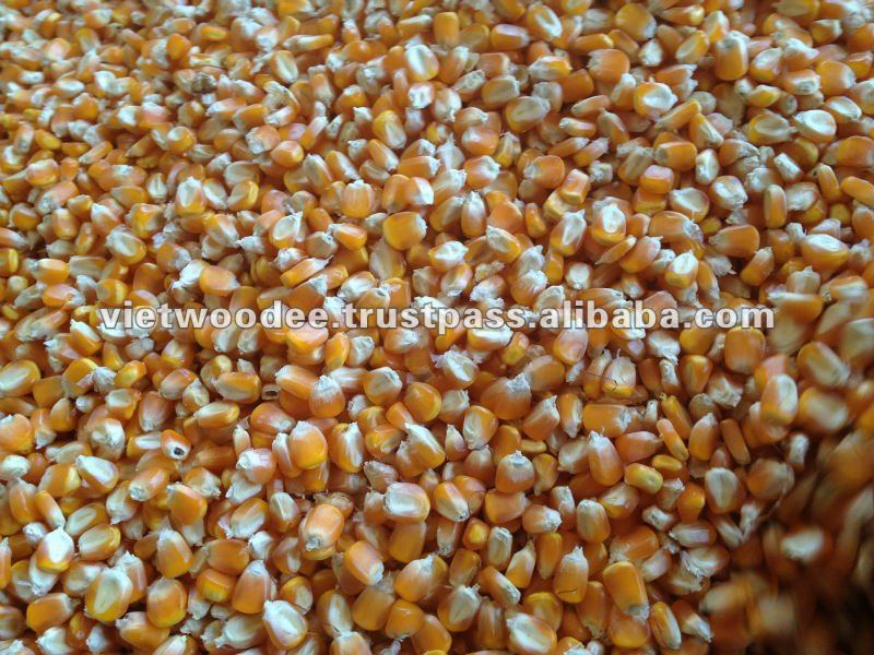 Yellow Corn/ Maize at cheap price