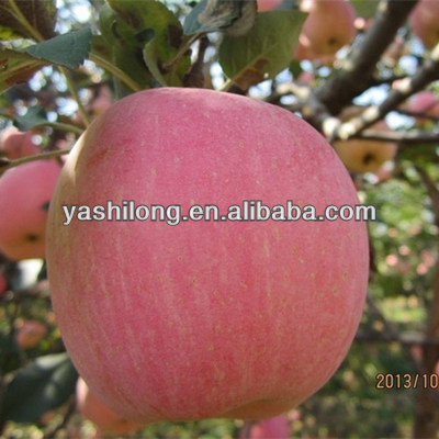 names of red fruits is fuji apple and qinguan apple sweet much in the lowest price to all of the world