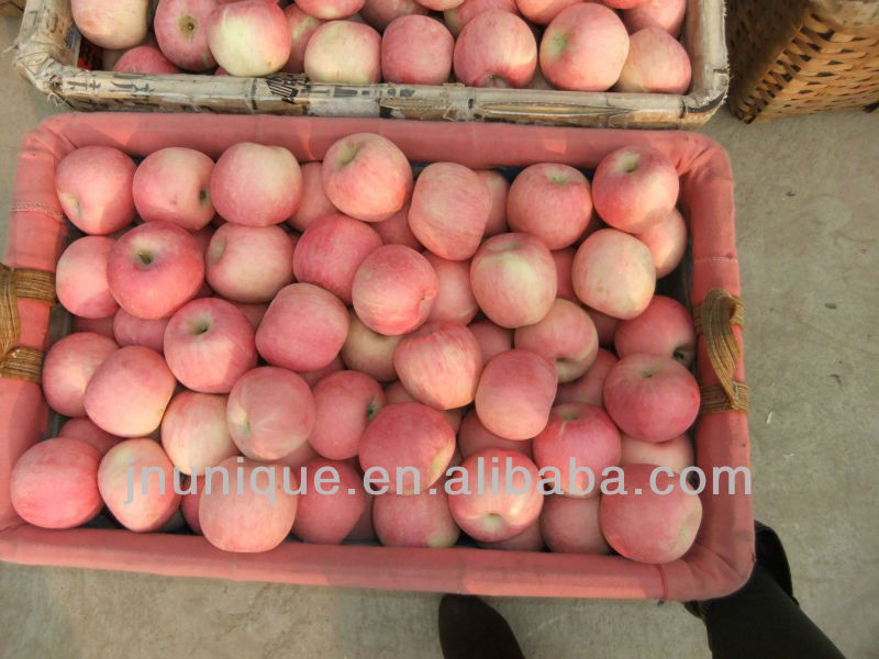 bulk apples,fresh apple fruit for sale