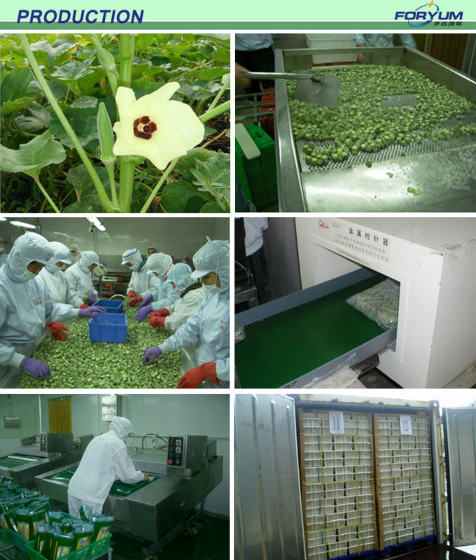 New Crop okra seeds