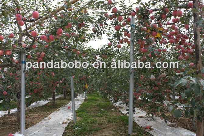 New Fresh Qinguan Apple bulk fresh apples for sale for India/Dubai/Thailand market