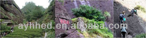 Top quality Big red robe Dahongpao Wulong tea