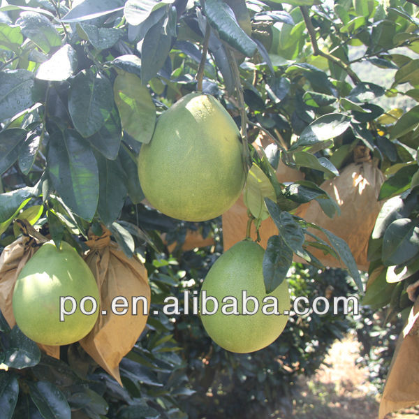 Pomelo from China