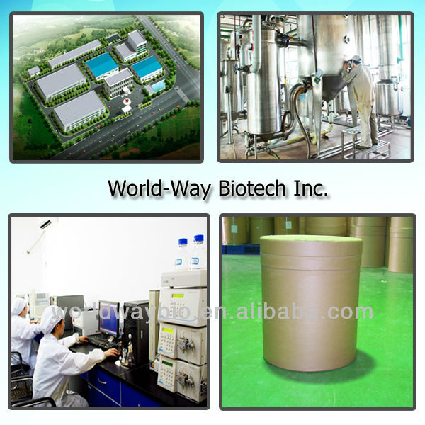 Cocoa seed pe 20% theobromine