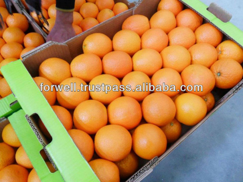 fresh Valalncia Orange for Juice