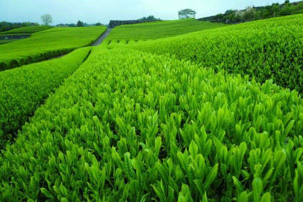 Shirofuji Sencha Delicious and Healthy Japanese Green Tea Brands Name