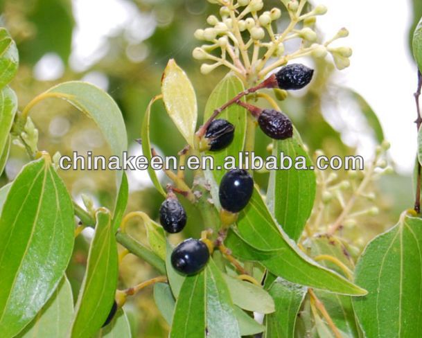 Natural Cinnamon Bark Extract Powder/5%~50% Polyphenols Cinnamon Bark Extract