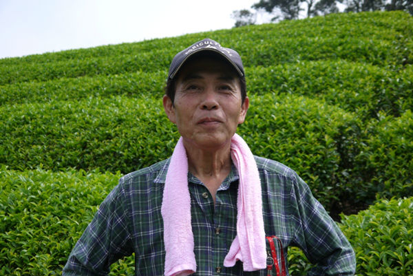 Shirofuji Sencha Delicious and Healthy Japanese Green Tea Brands Name