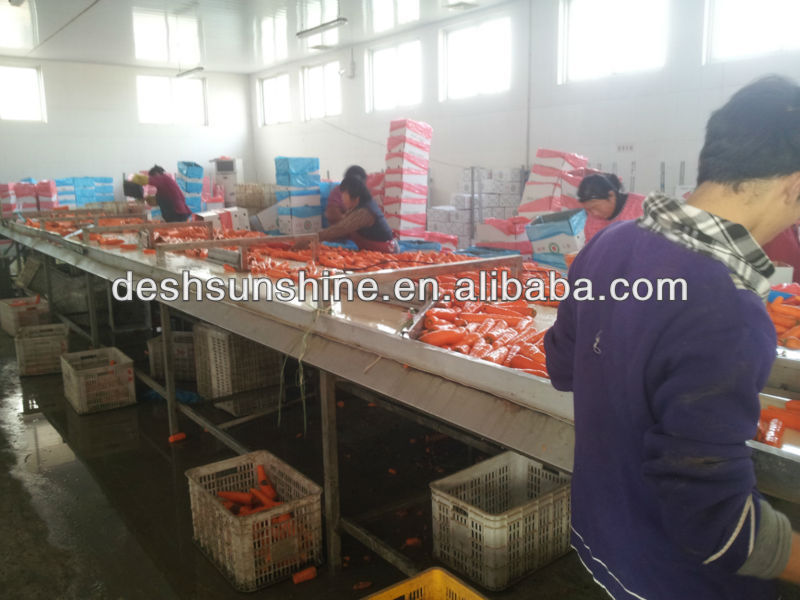 New Crop Bulk Fresh Carrot for Sale