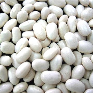 all size Japanese white kidney bean