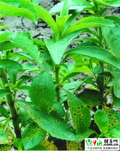 Stevia for food and drinks