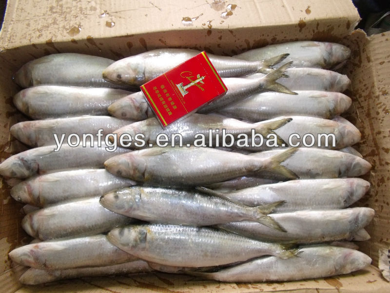 fresh frozen sardine on the sale